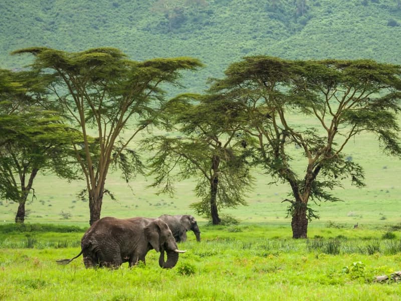Tanzania Banks on Carbon Trading Markets to Address Climate Change - Tanzania safari insights from Porcupine Tours