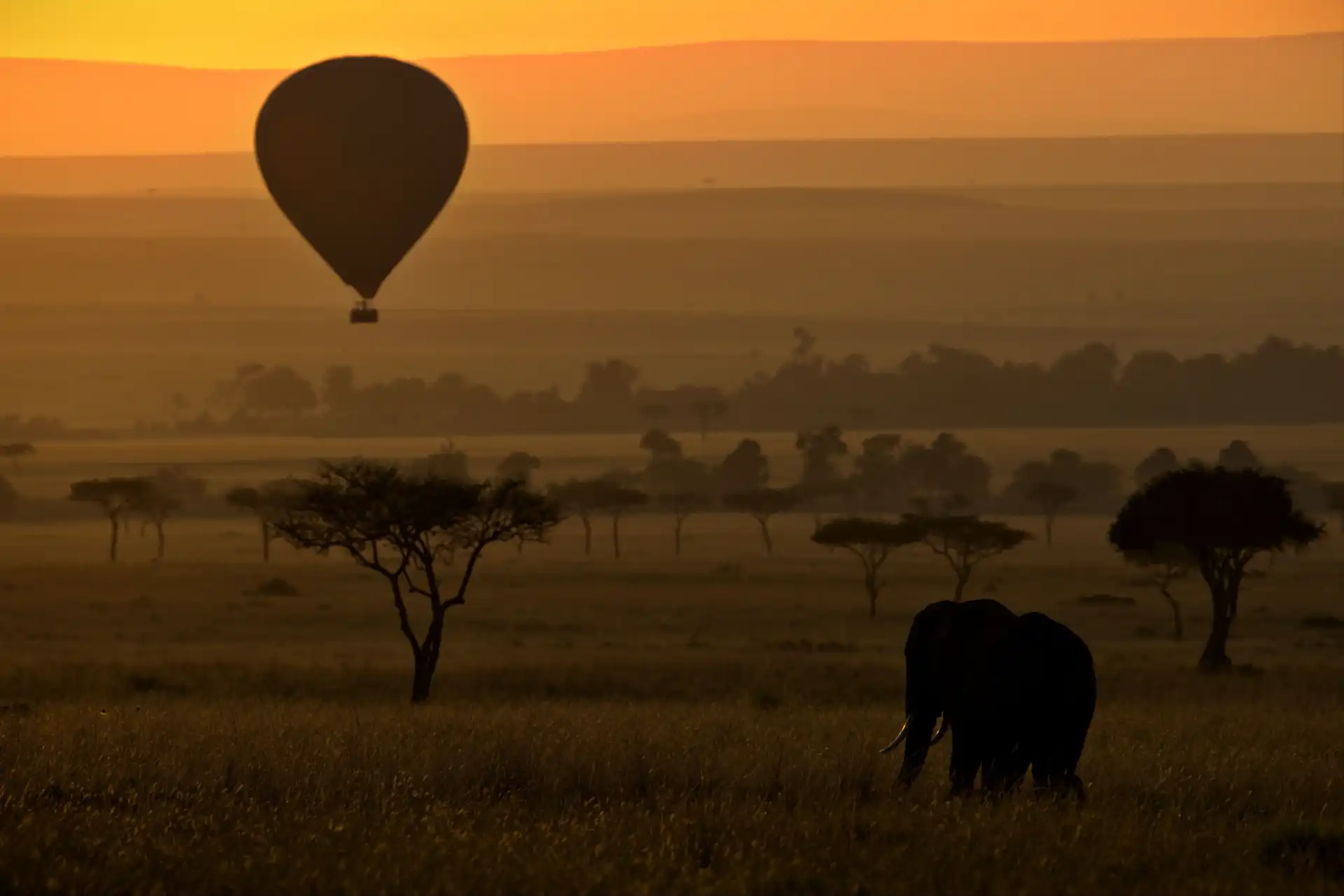 Silhouette of hot air balloon and elephant at sunset in the Serengeti