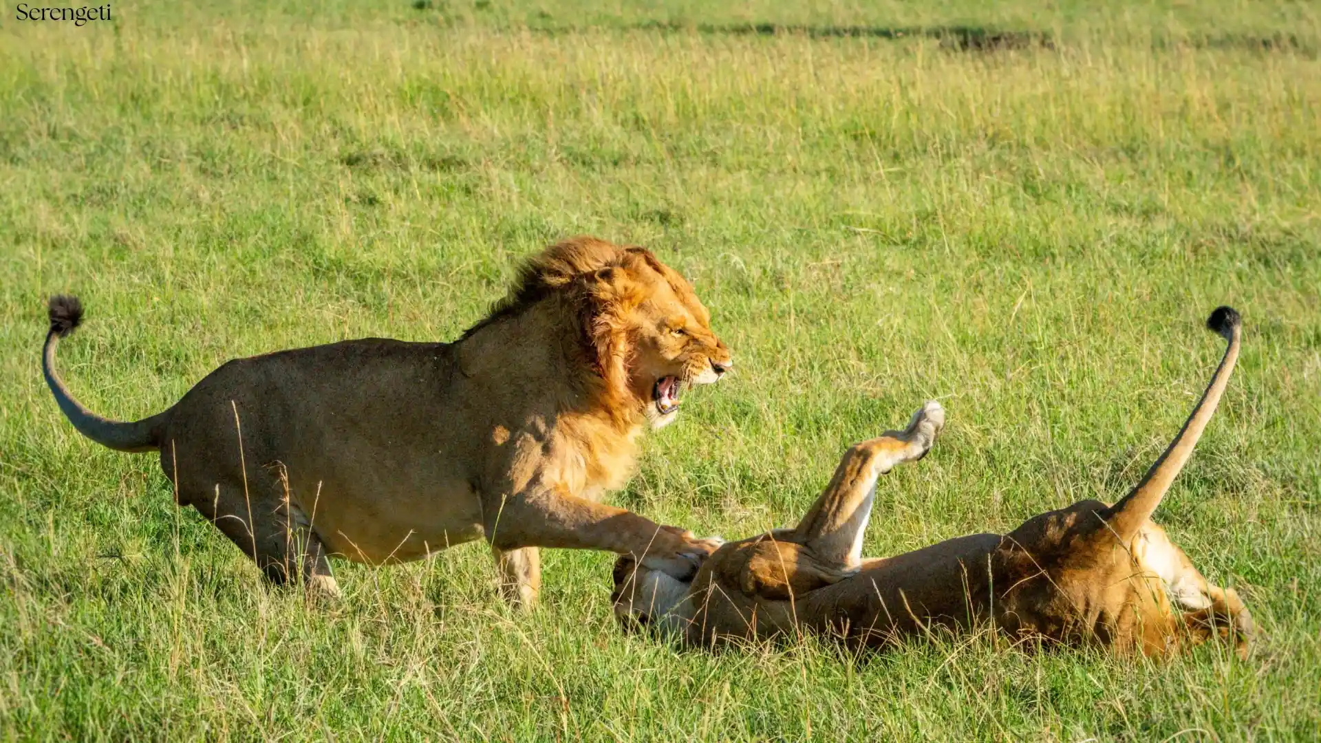 The Hidden Survival Tactics of Lionesses: Faking Estrus and Pride-Hopping - Tanzania safari insights from Porcupine Tours