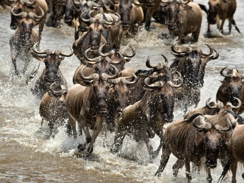 Tanzania's Conservation Triumph: How Community-Led Initiatives Are Saving Wildlife - Tanzania safari insights from Porcupine Tours