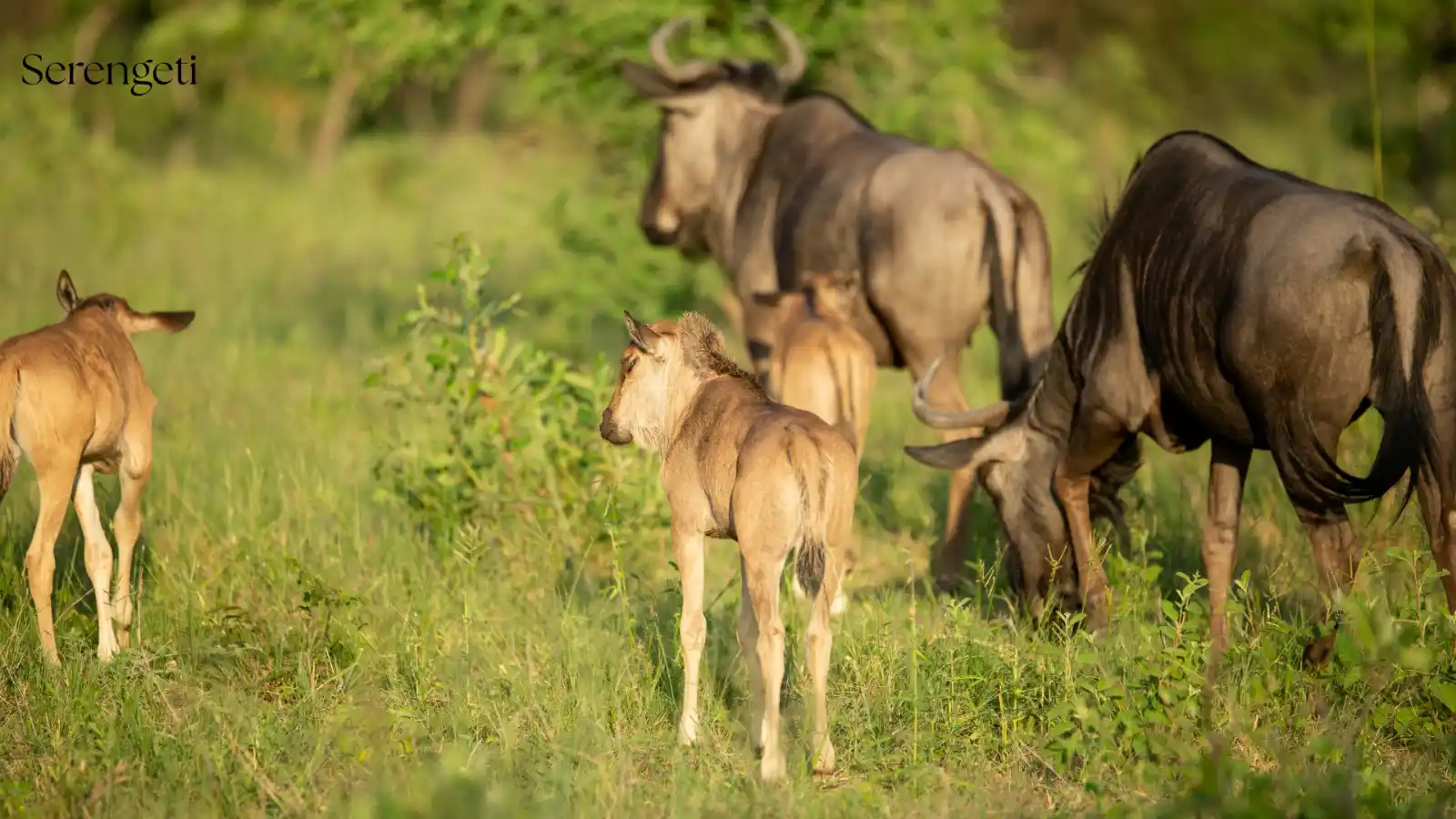 Calving Season in the Serengeti: Witnessing Nature's Greatest Birth Event in Ndutu - Tanzania safari insights from Porcupine Tours