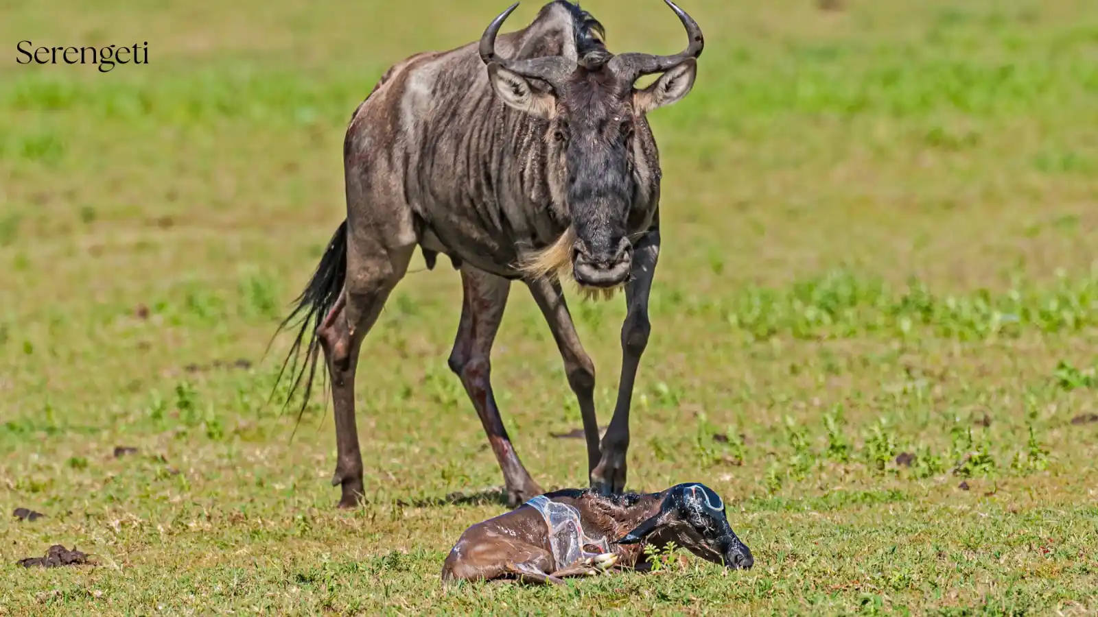 Newborn wildebeest calf with mother in the Serengeti during calving season - Porcupine Tours