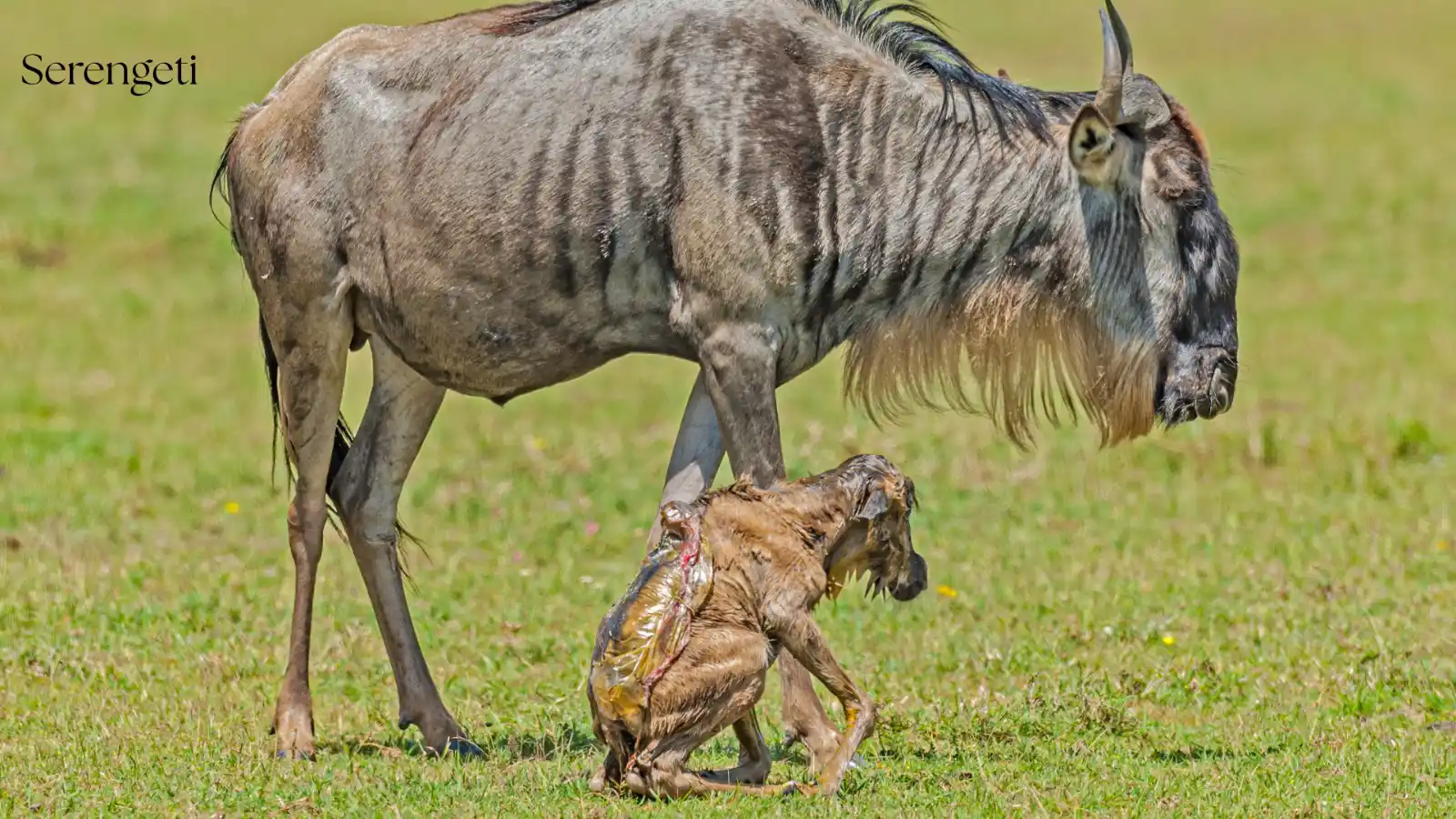 Wildebeest calf taking its first steps in the Serengeti - Porcupine Tours