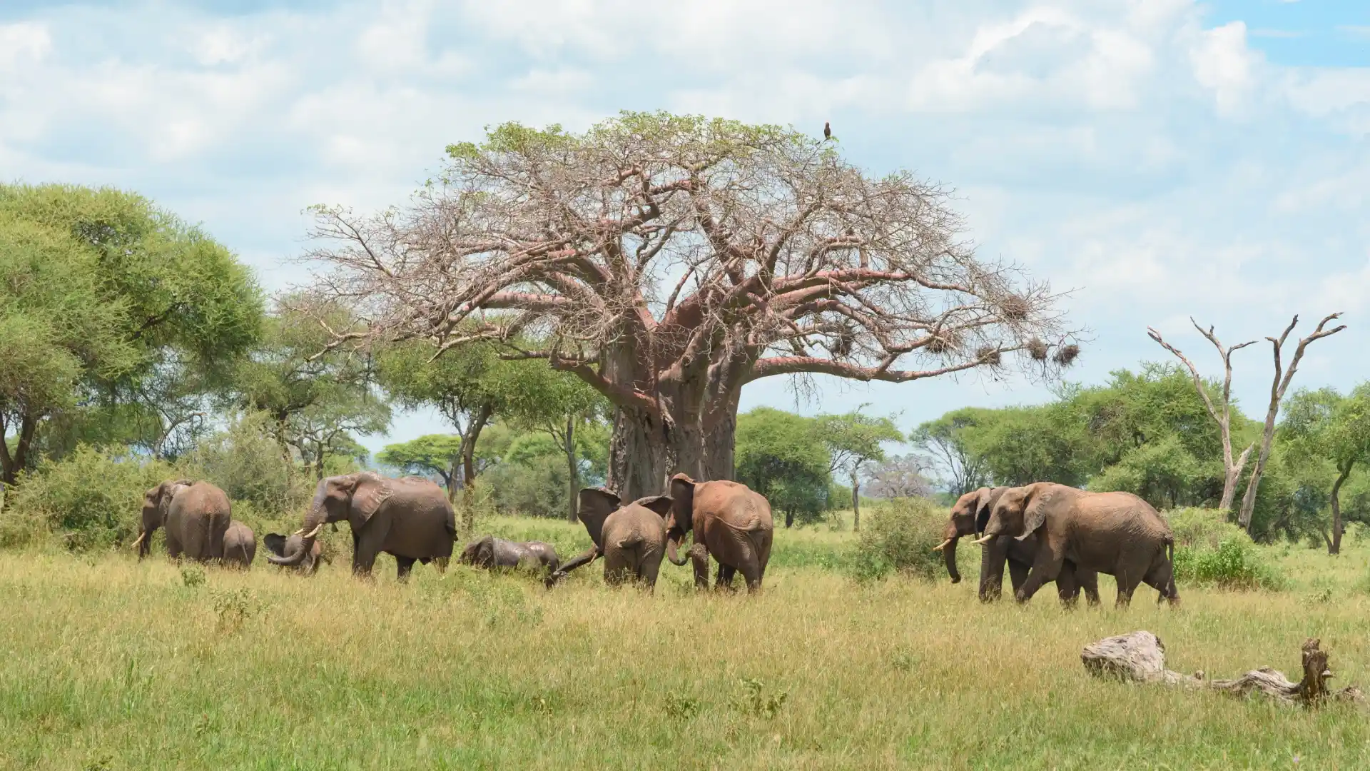 6-Day Jewels of Tanzania Safari - Tanzania Safari Package