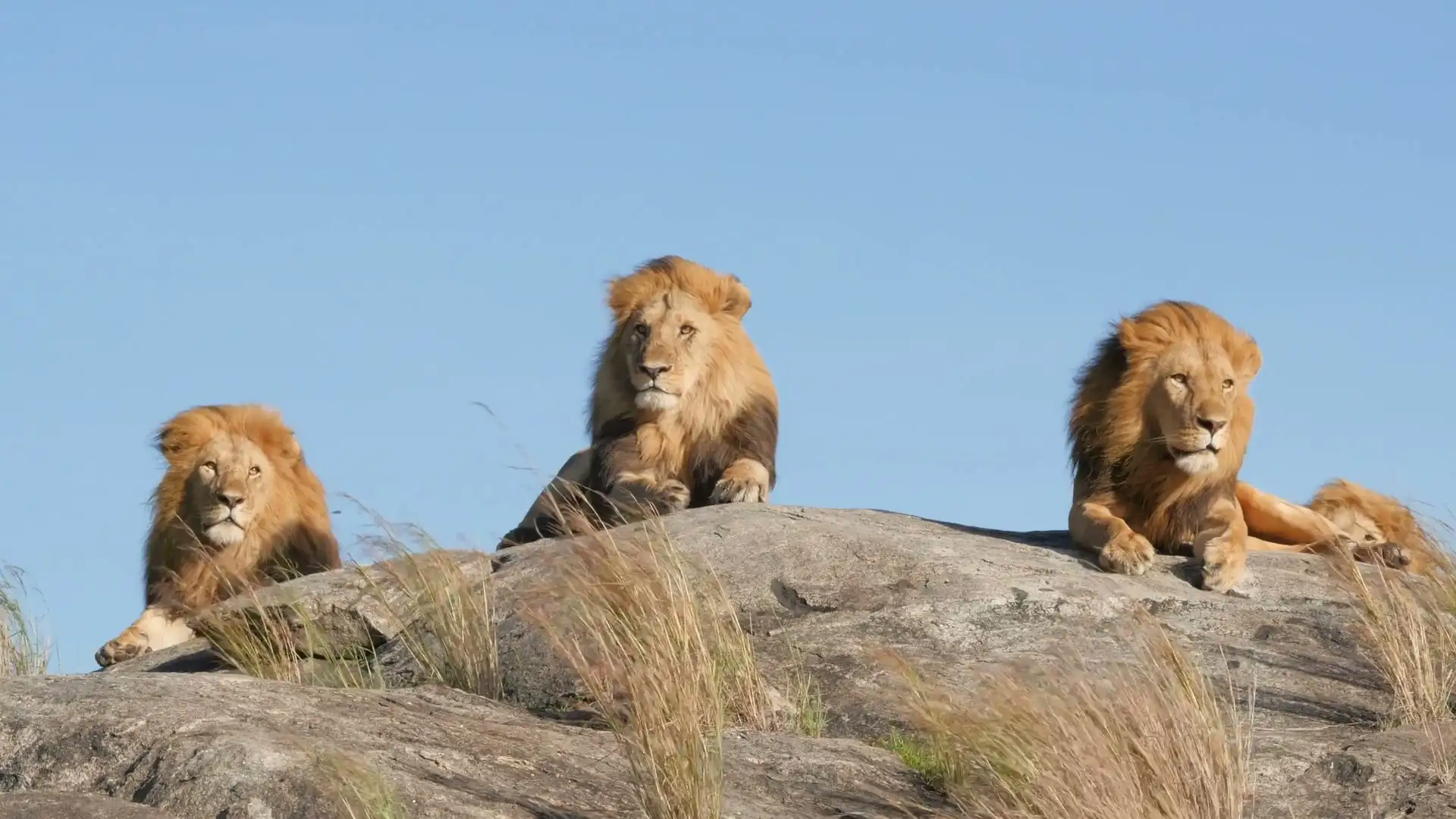 Tanzania safari landscape - Porcupine Tours