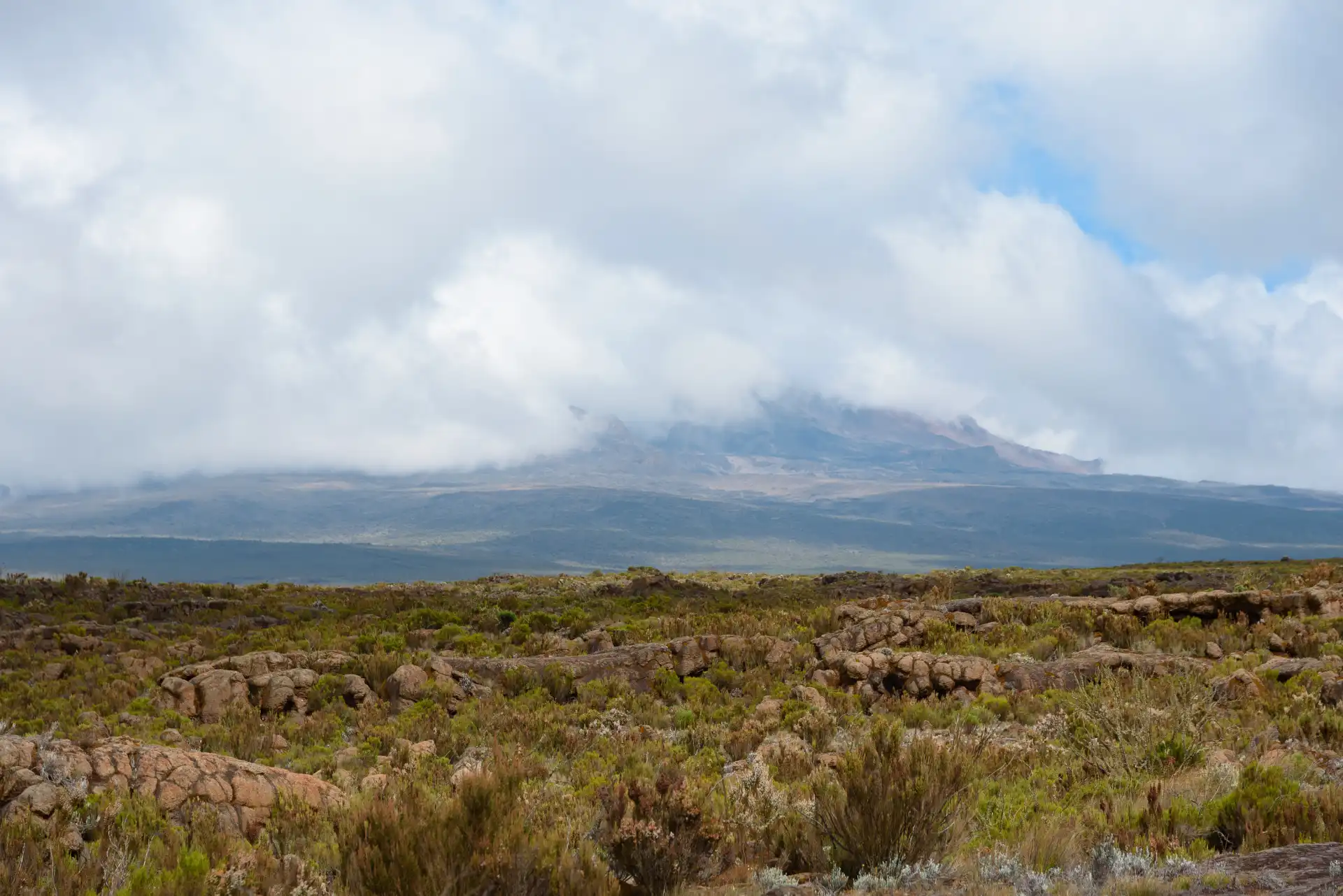 Kilimanjaro highlands transitioning from forest to moorland - Porcupine Tours