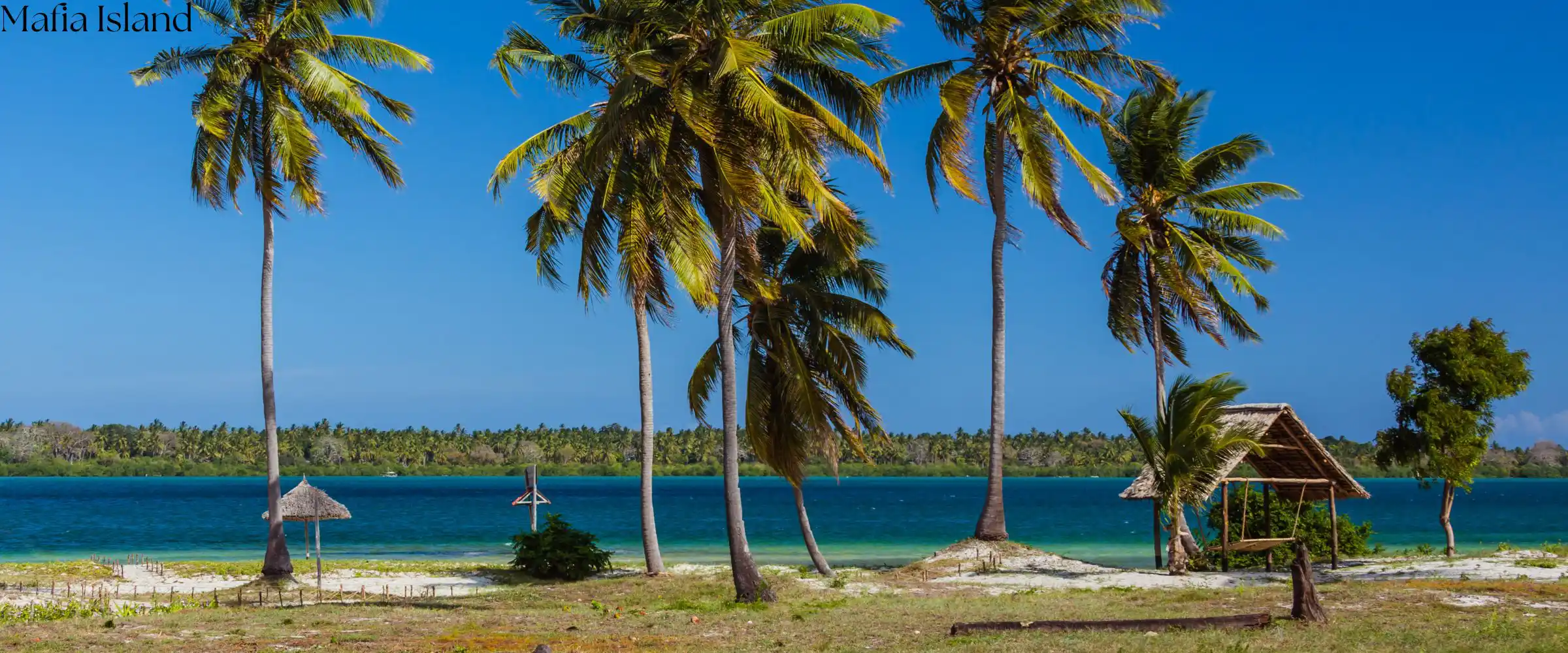 Mafia Island safari in Indian Ocean - Porcupine Tours