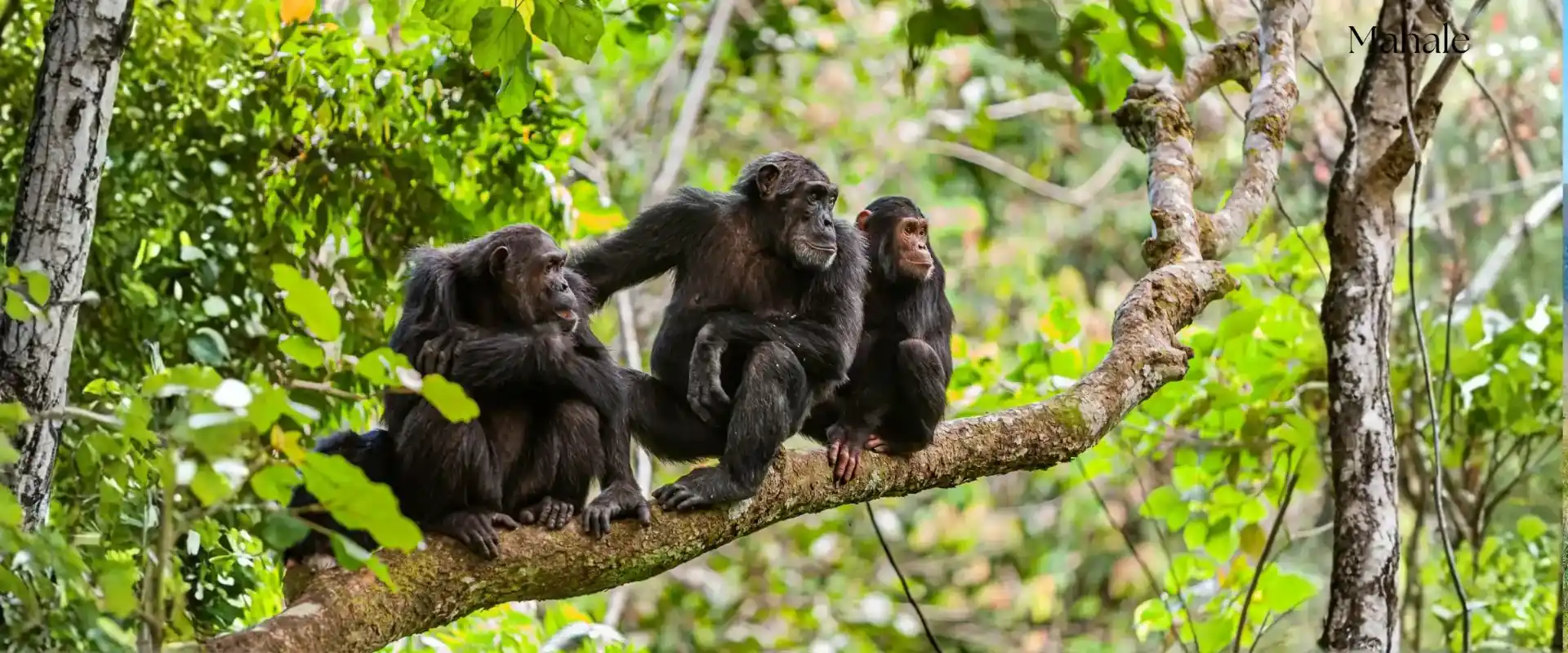 Chimpanzee trekking in Mahale Mountains National Park, Tanzania