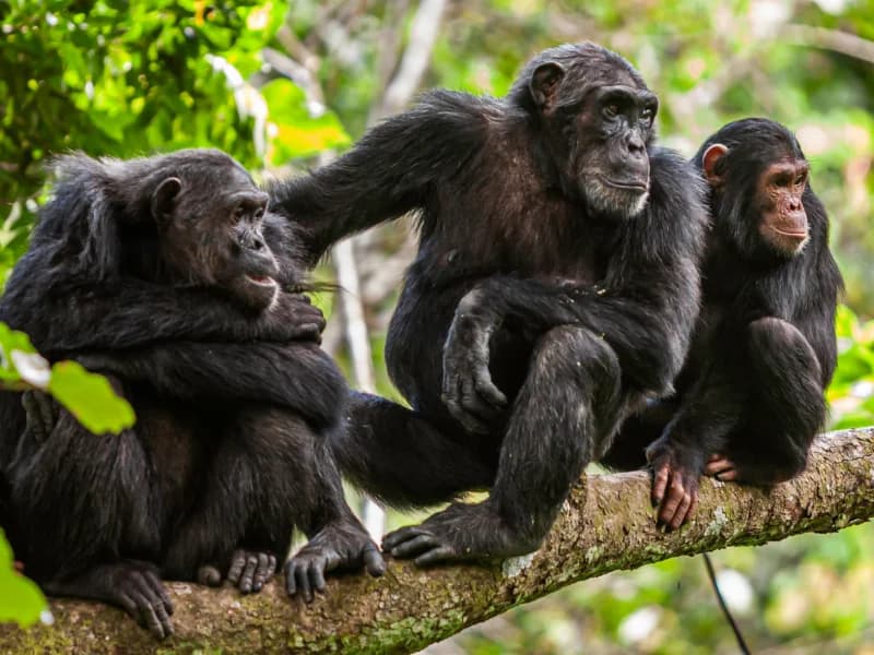 Mountain gorilla trekking in Bwindi Impenetrable Forest, Uganda
