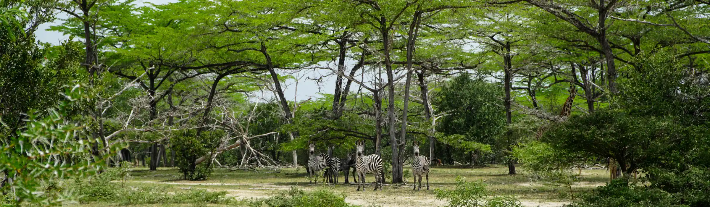 Zebras sheltering under miombo woodland trees in Nyerere National Park Southern Tanzania