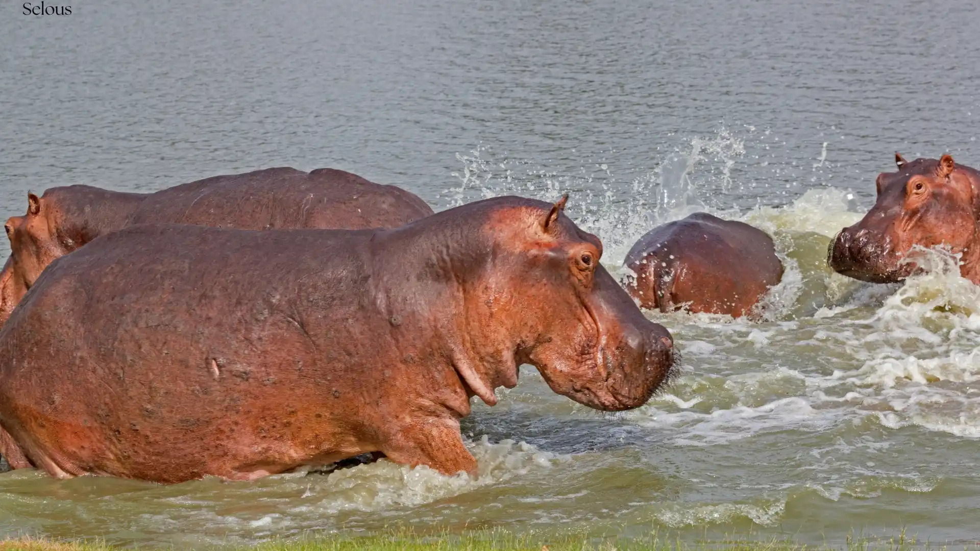 Large hippo pod in Rufiji River, Nyerere National Park Tanzania - Porcupine Tours