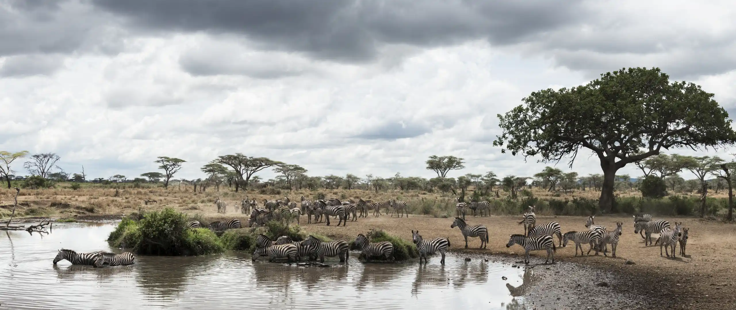 Tanzania Shatters Tourism Records: $4.2 Billion Revenue, World's Leading Safari Destination - Tanzania safari insights from Porcupine Tours